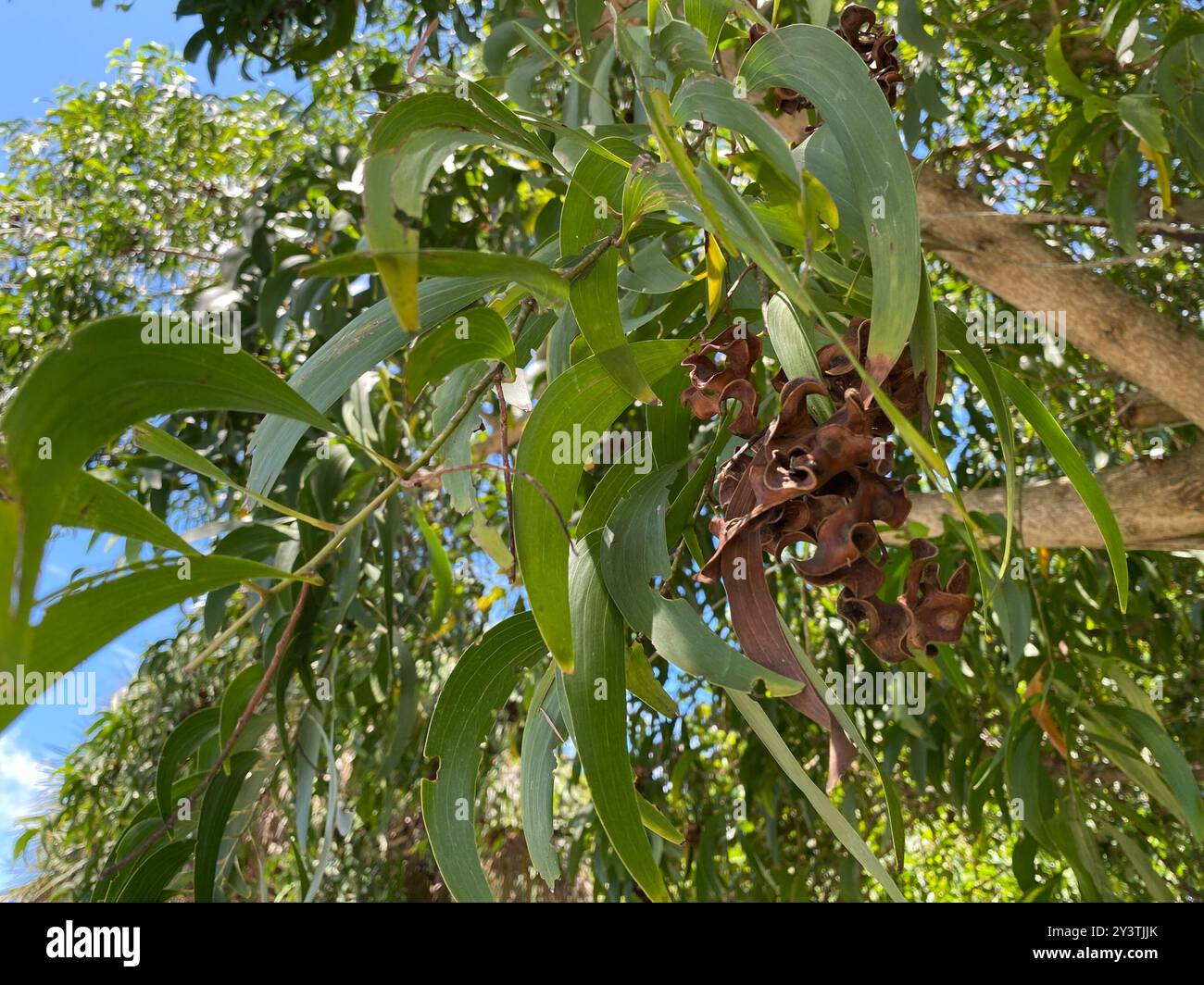 Earpod Wattle (Acacia auriculiformis) Plantae Stock Photo