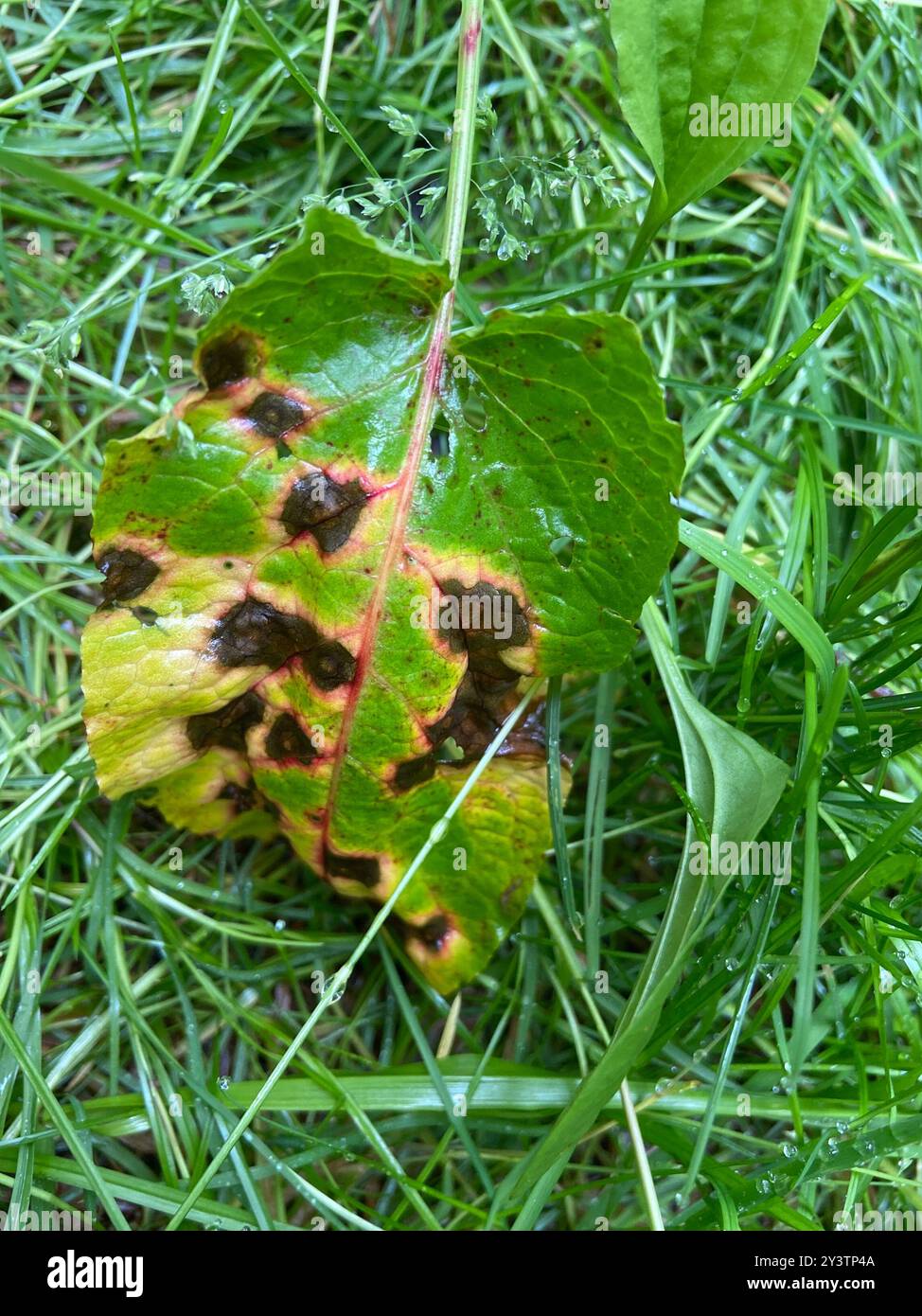 rust fungi (Pucciniales) Fungi Stock Photo - Alamy