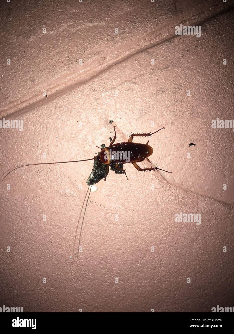 American Cockroach (Periplaneta americana) Insecta Stock Photo - Alamy