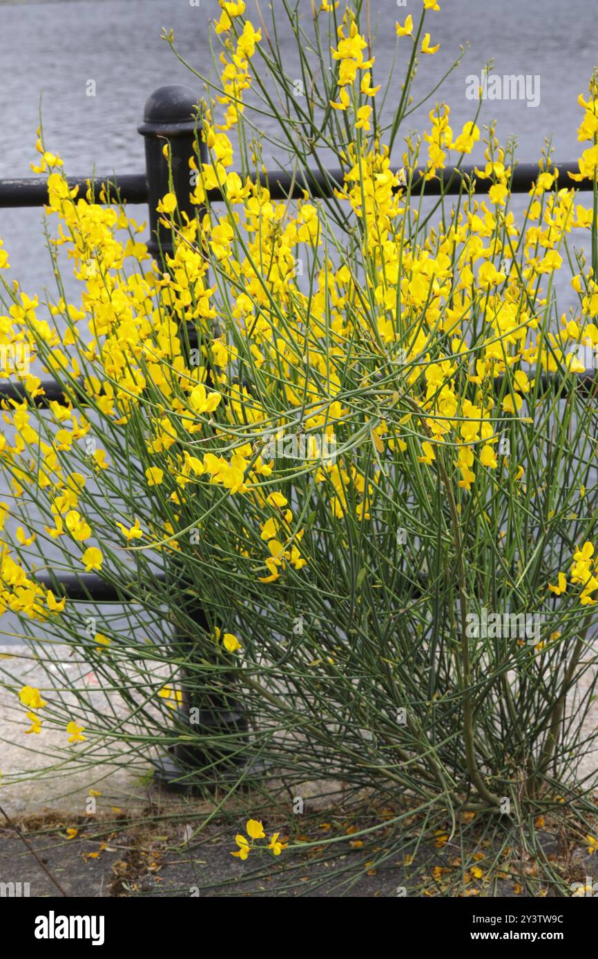 Spanish Broom (Spartium junceum) Plantae Stock Photo