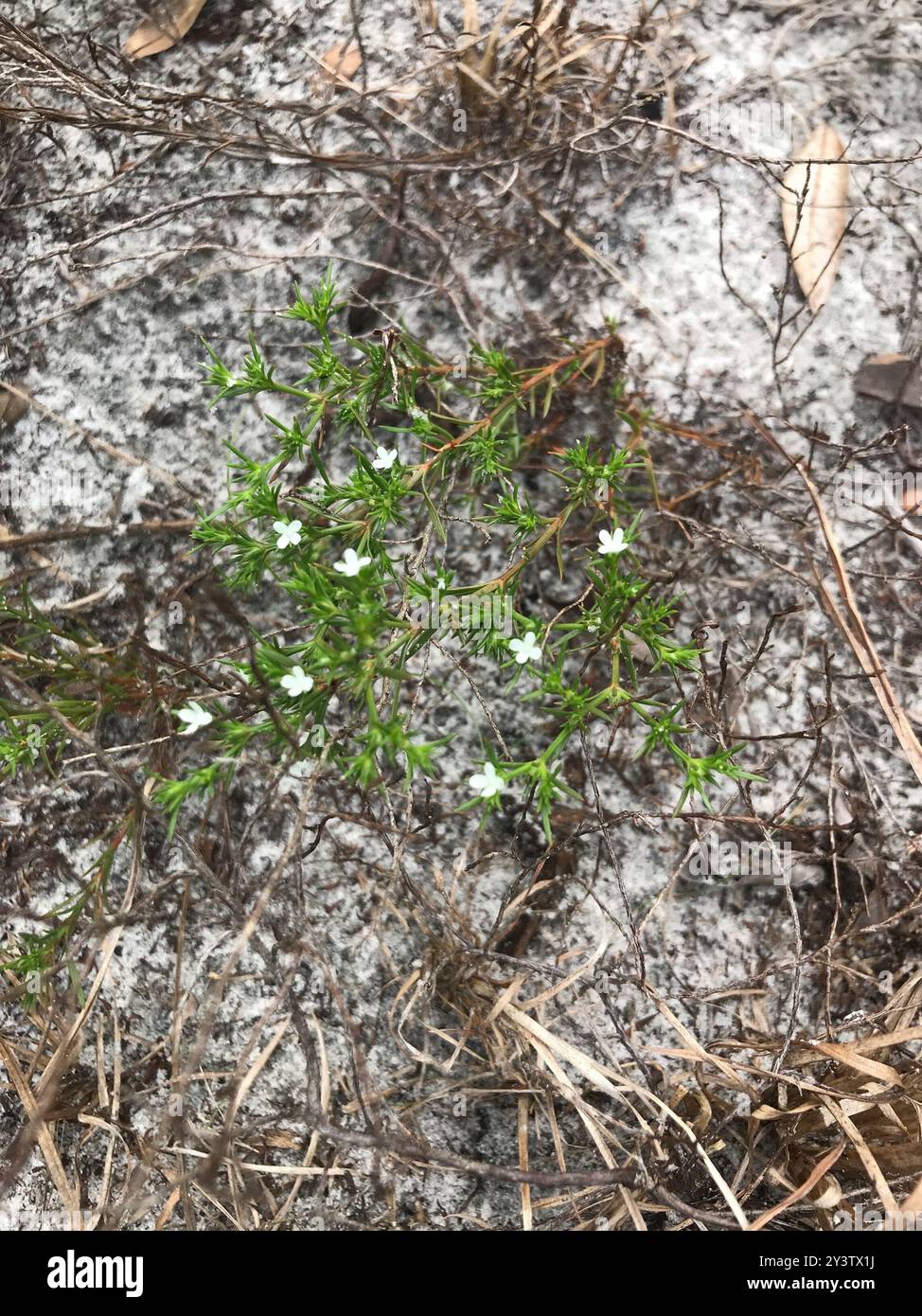 Rust Weed (Polypremum procumbens) Plantae Stock Photo - Alamy