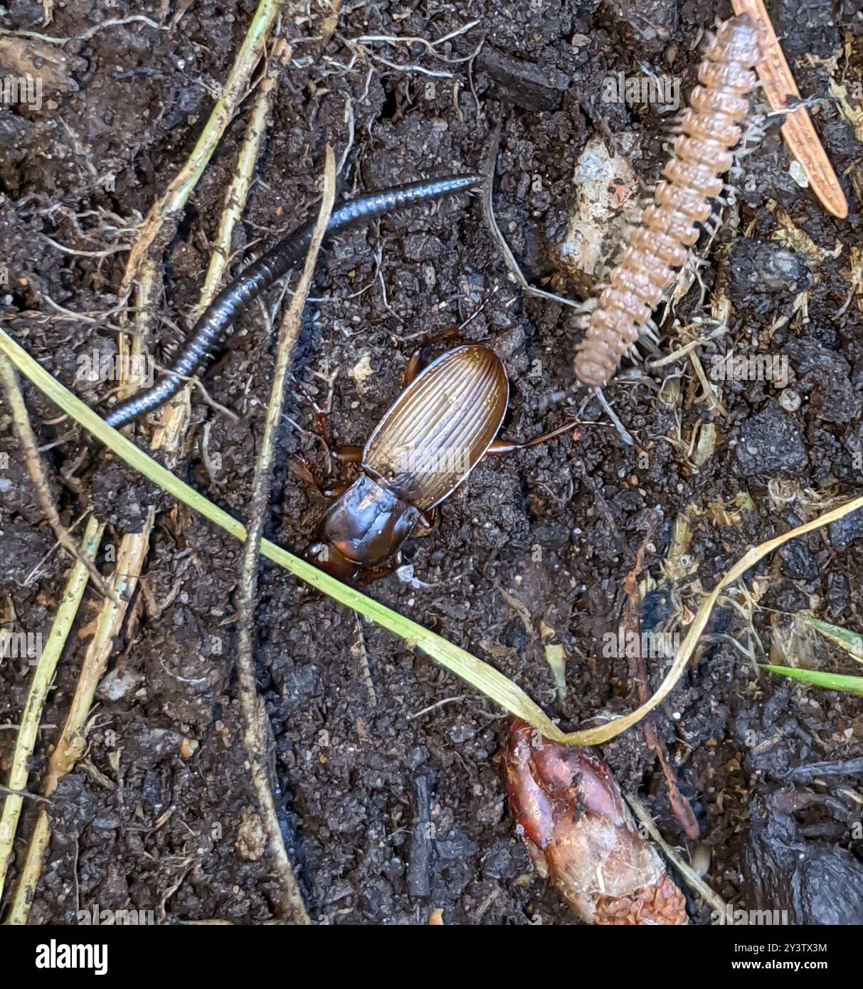 Clock Insect Blackclock Ground Beetles (Pterostichus) Insecta Stock Photo - Alamy