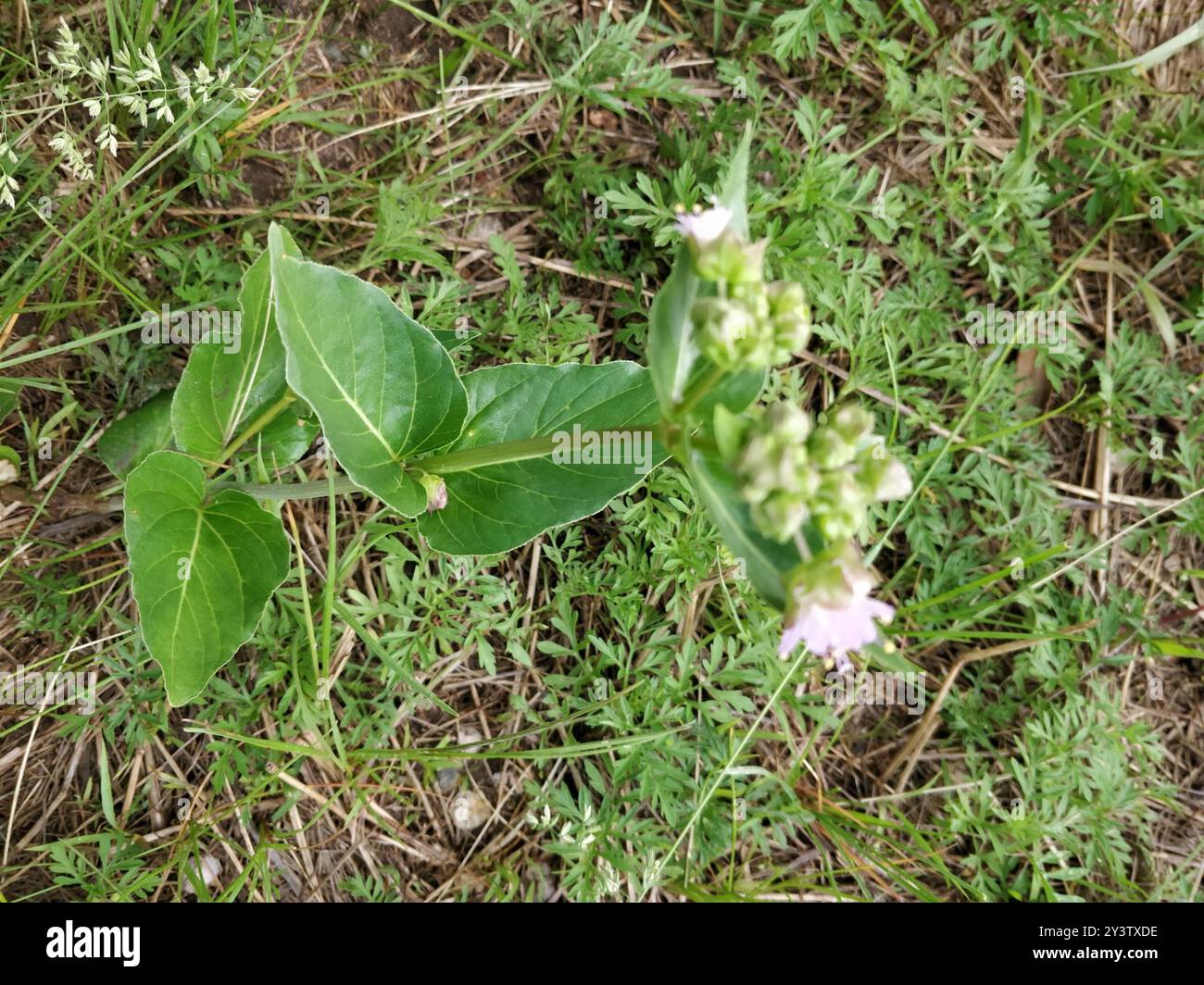 Wild Four o'Clock (Mirabilis nyctaginea) Plantae Stock Photo - Alamy