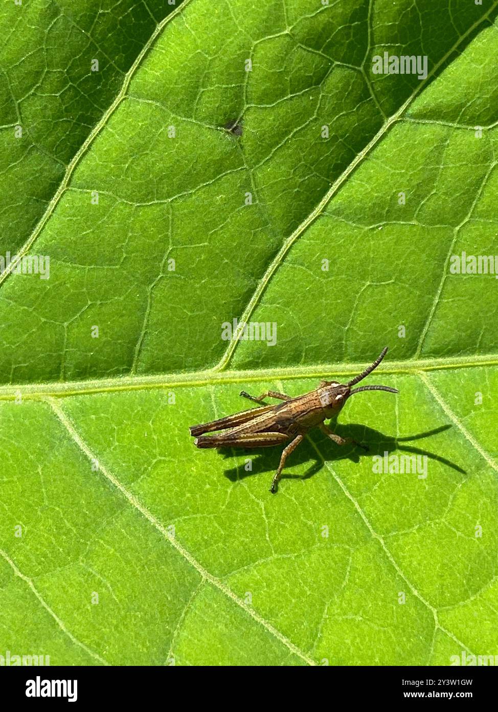 Meadow Grasshopper (Pseudochorthippus parallelus) Insecta Stock Photo ...