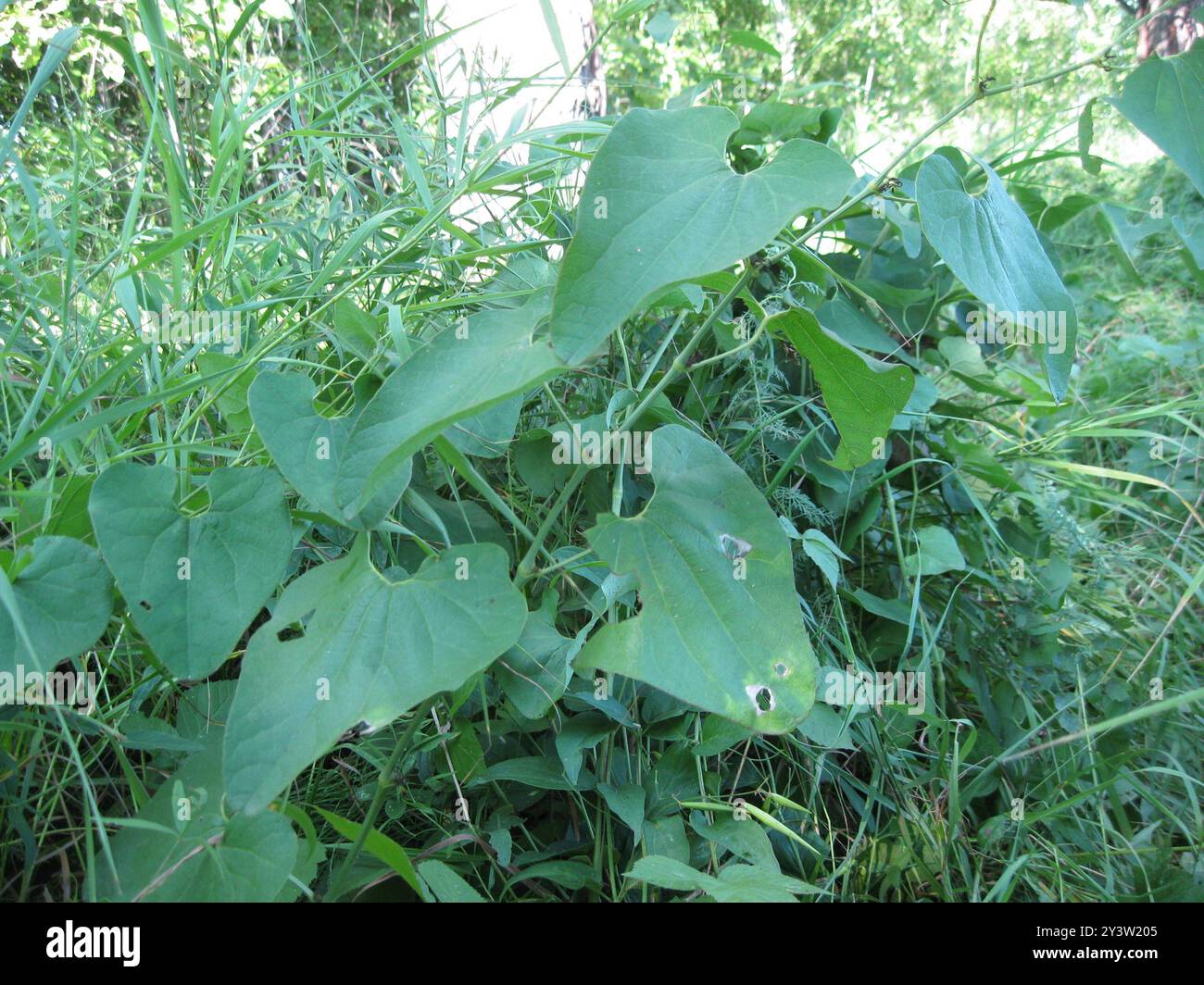 Birthwort (Aristolochia clematitis) Plantae Stock Photo - Alamy