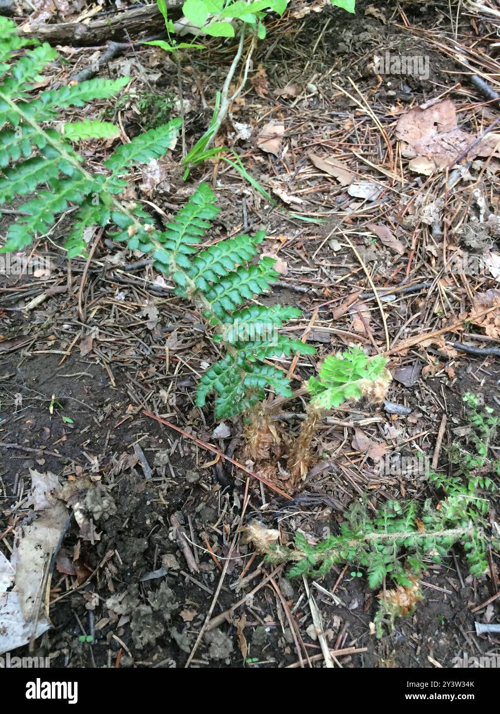 Braun's holly fern (Polystichum braunii) Plantae Stock Photo - Alamy