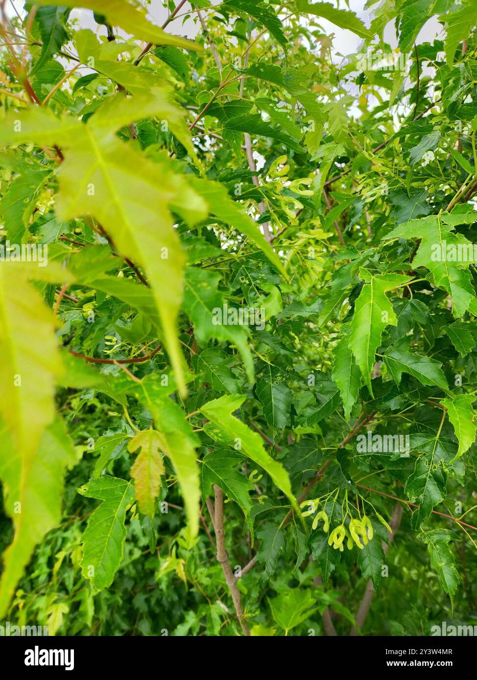 Semi Di Bonsai Acero Ginnala (Acer Tataricum) – 10 Pezzi Selezionati