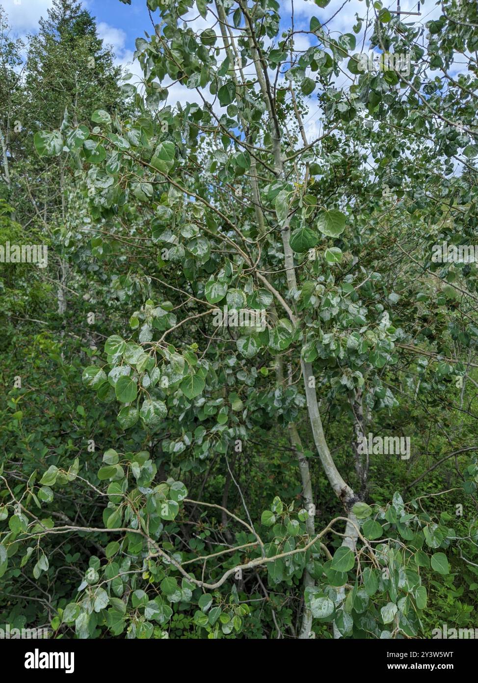 Aspen Serpentine Leafminer Moth (Phyllocnistis populiella) Insecta ...