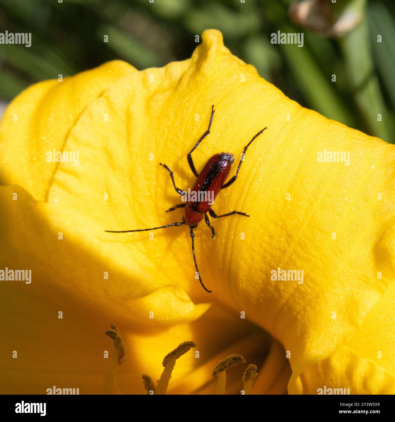 Butleal Insect Sutured Longhorn Beetle (Batyle suturalis) Insecta Stock Photo - Alamy