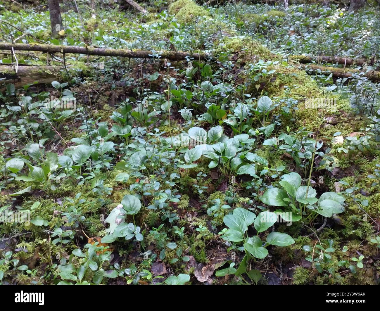 round-leaved wintergreen (Pyrola rotundifolia) Plantae Stock Photo - Alamy