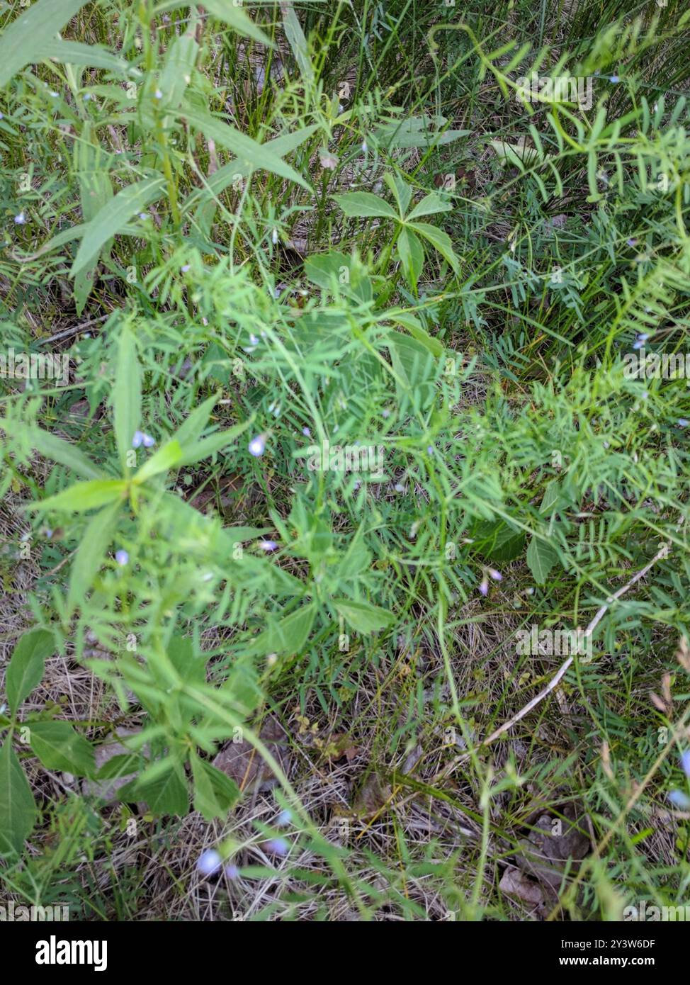 Smooth Tare Vicia Tetrasperma Plantae Stock Photo Alamy smooth-tare-vicia-tetrasperma-plantae-stock-photo-alamy