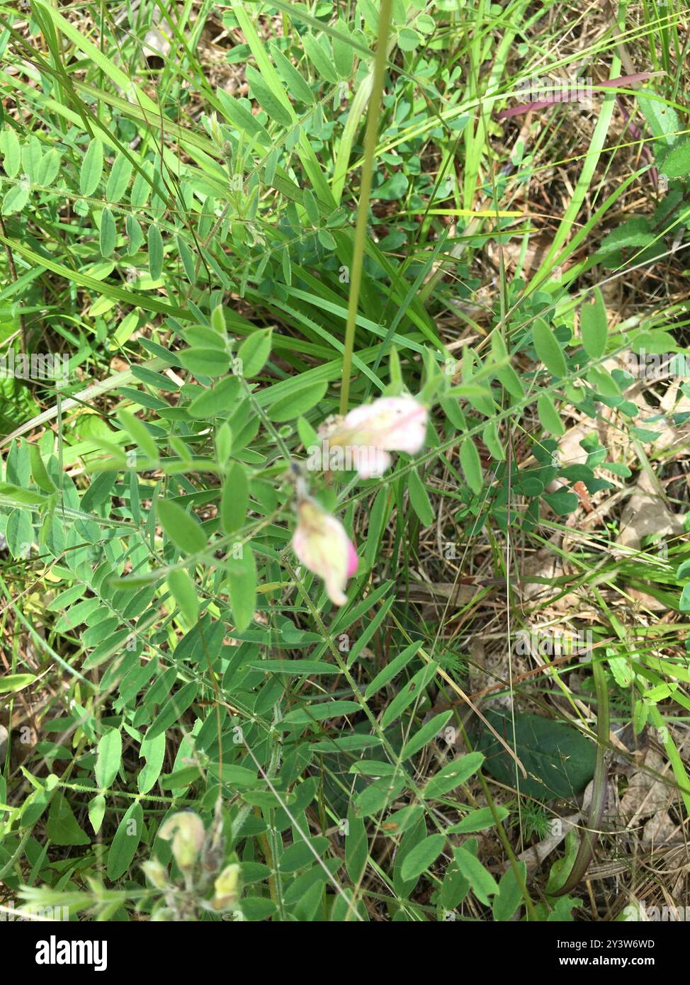goat's rue (Tephrosia virginiana) Plantae Stock Photo - Alamy