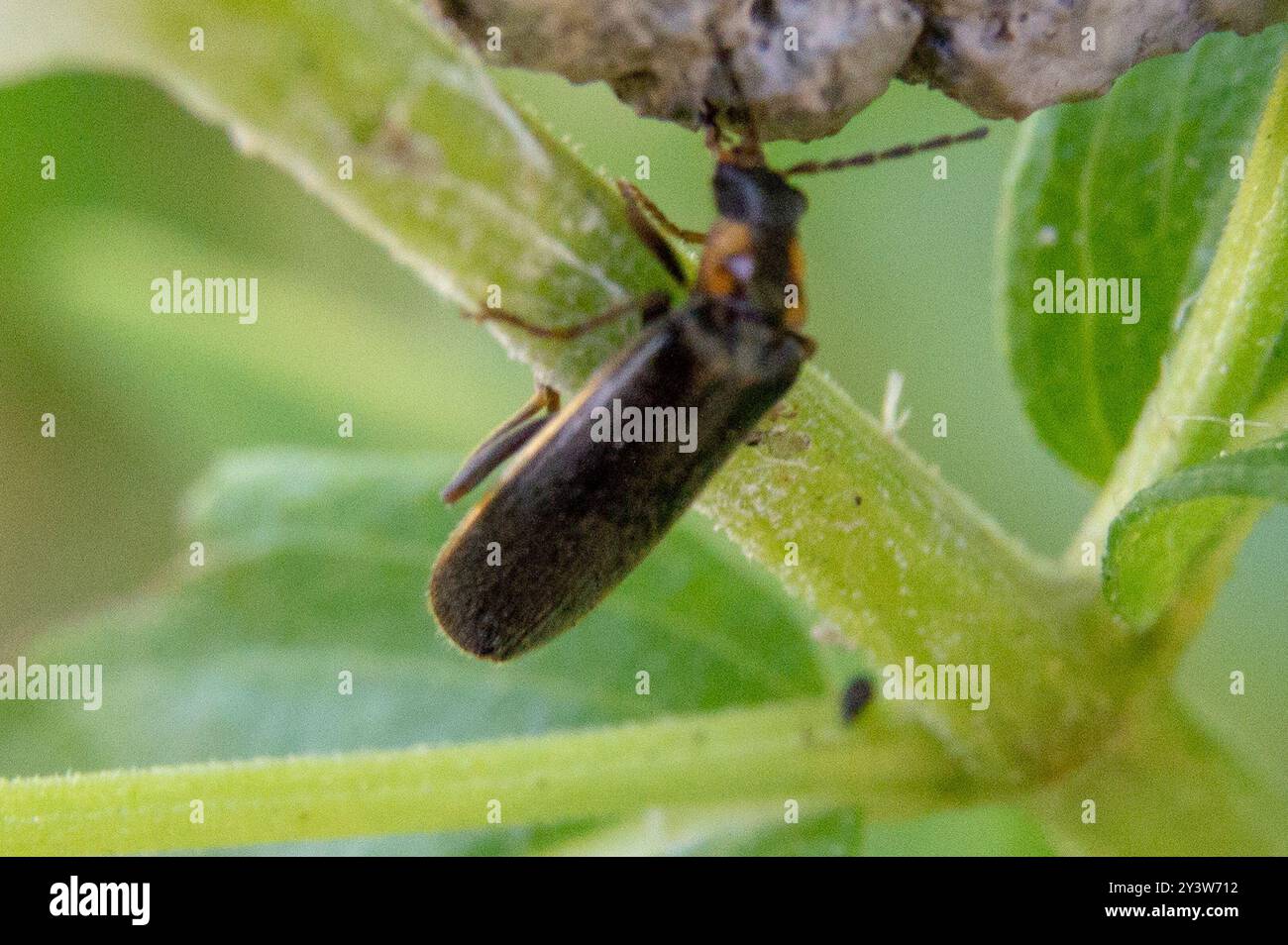 Angular Soldier Beetle (Rhagonycha angulata) Insecta Stock Photo - Alamy