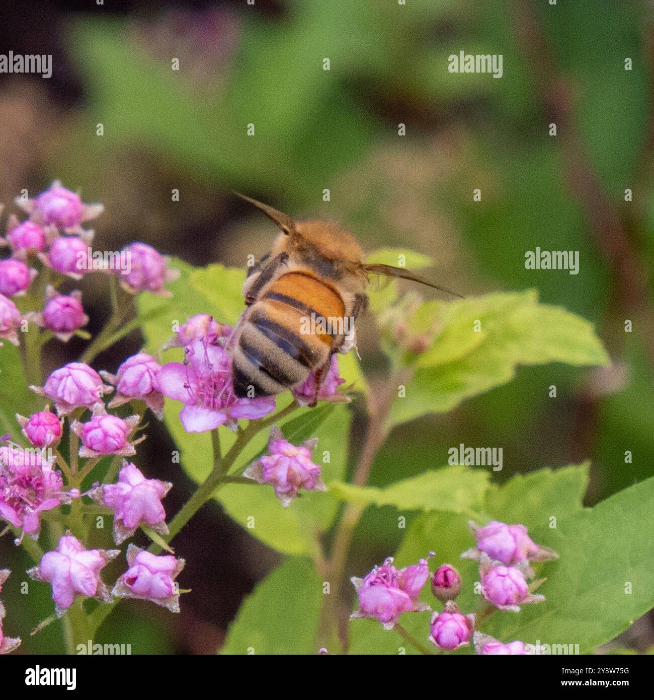 Epis Insect Western Honey Bee (Apis mellifera) Insecta Stock Photo - Alamy