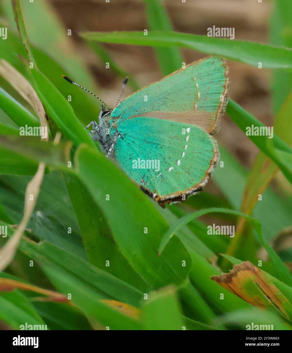 callophrys rubi green hairstreak butterfly UK Ireland Montiaghs Moss nature reserve, Stock Photo