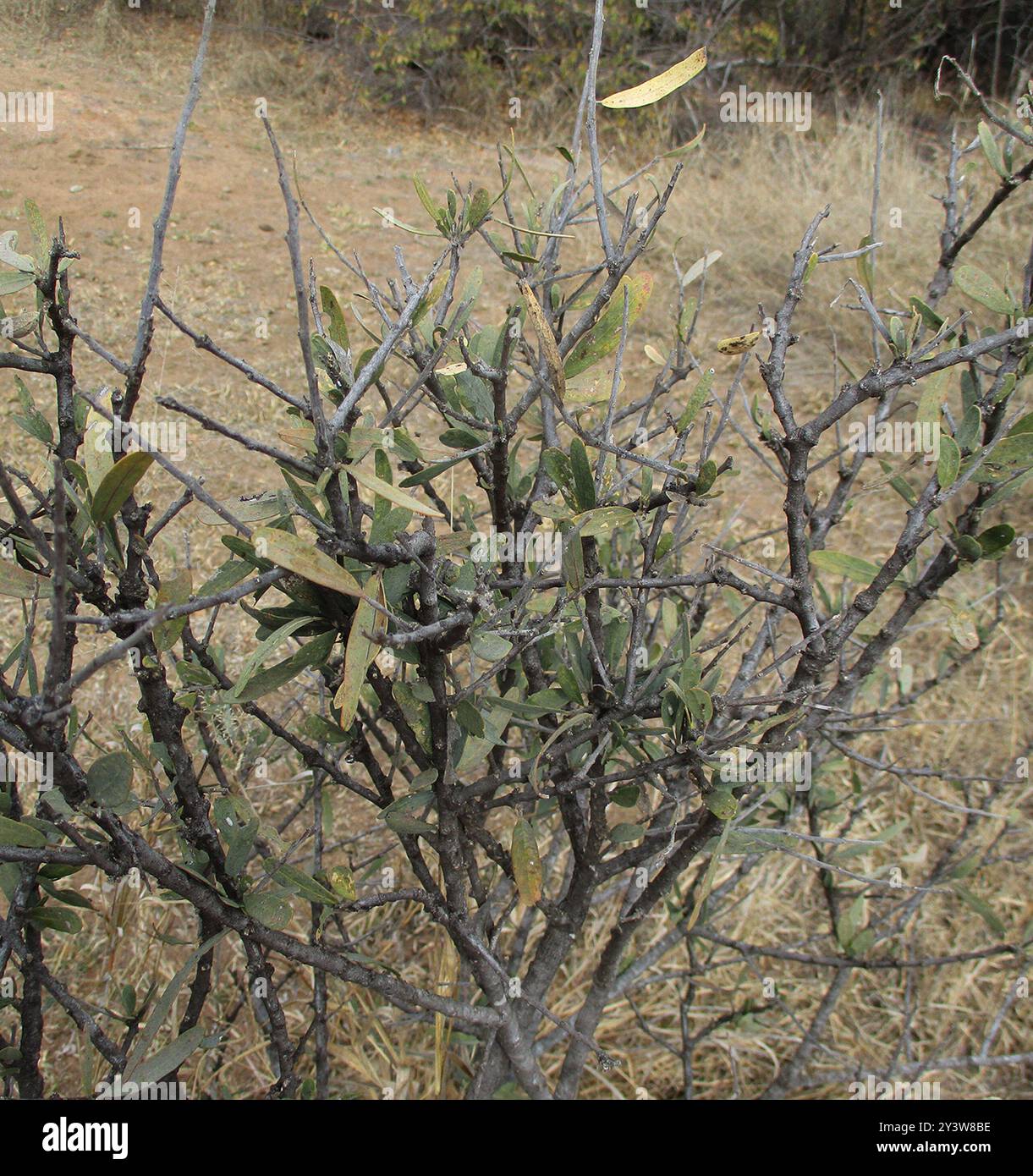 Shepherd Tree Boscia albitrunca hi-res stock photography and images - Alamy