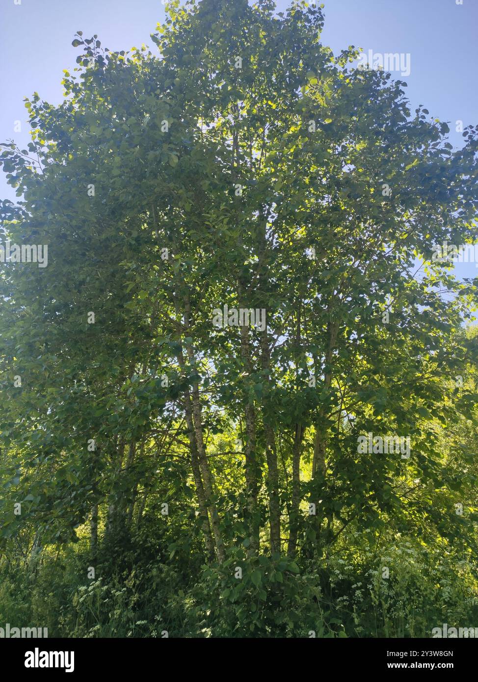 common alder (Alnus glutinosa) Plantae Stock Photo - Alamy