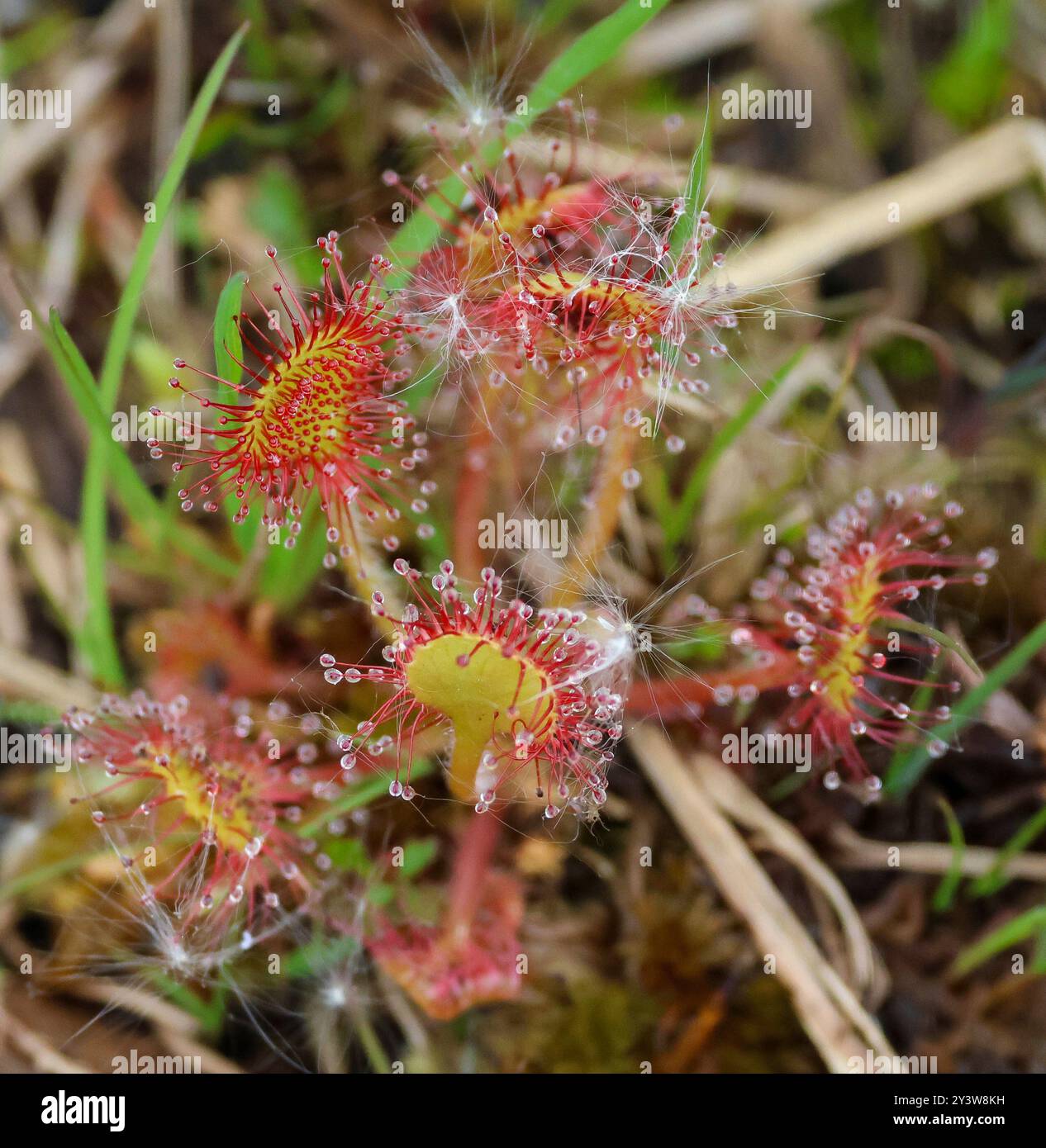 round-leaf sundew drosera rotundifolia bog plant peatland bog  Montiaghs Moss nature reserve. Stock Photo