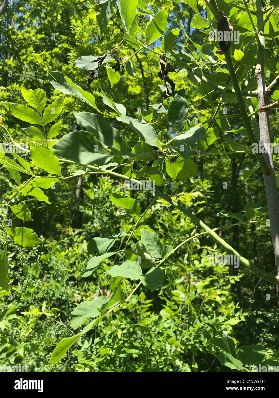 green ash (Fraxinus pennsylvanica) Plantae Stock Photo - Alamy