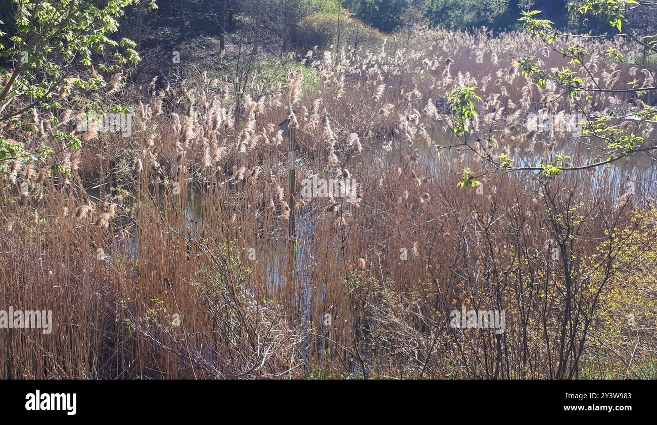European reed (Phragmites australis australis) Plantae Stock Photo - Alamy