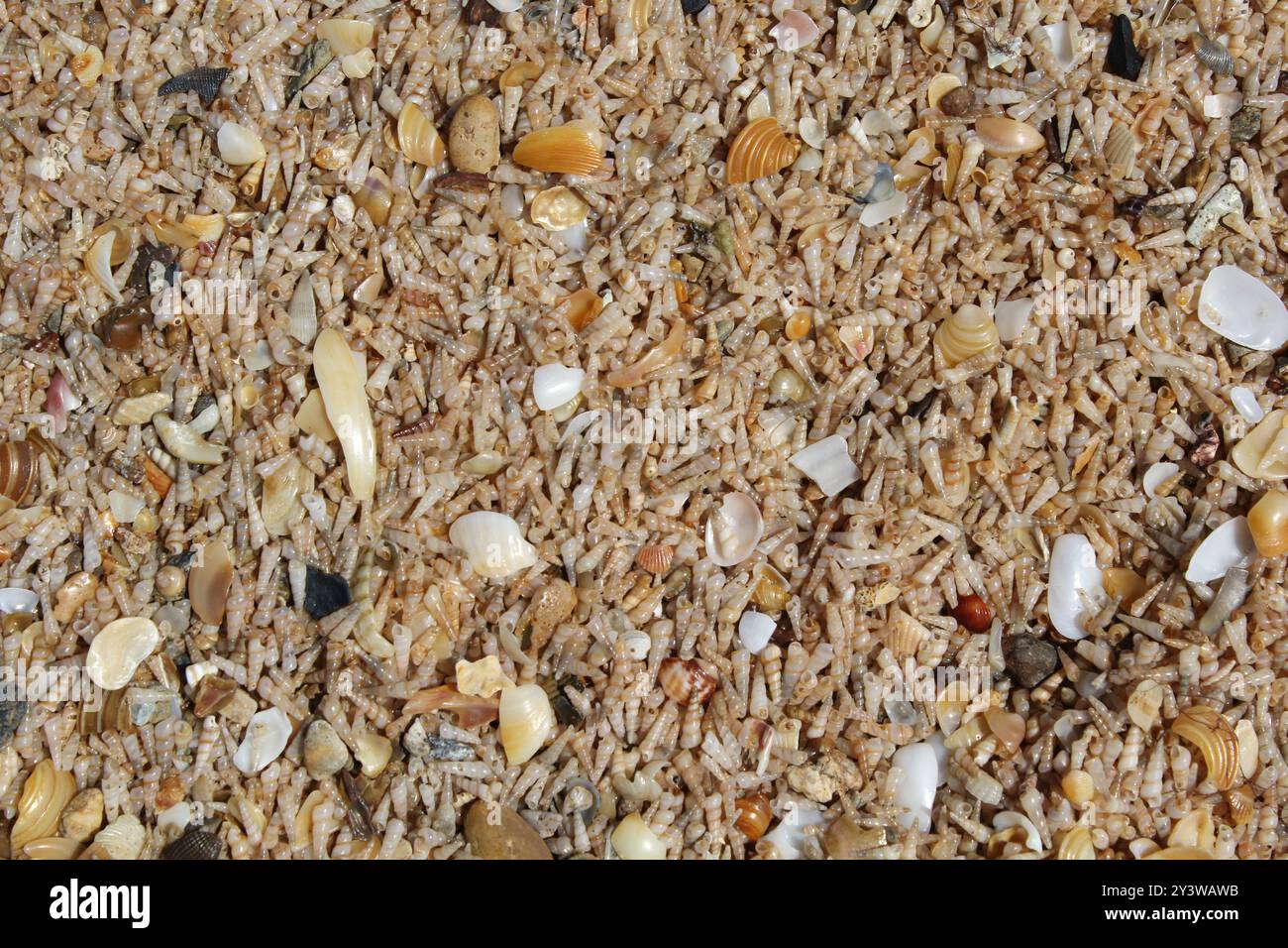 Close up textured background of shells on a beach Stock Photo - Alamy