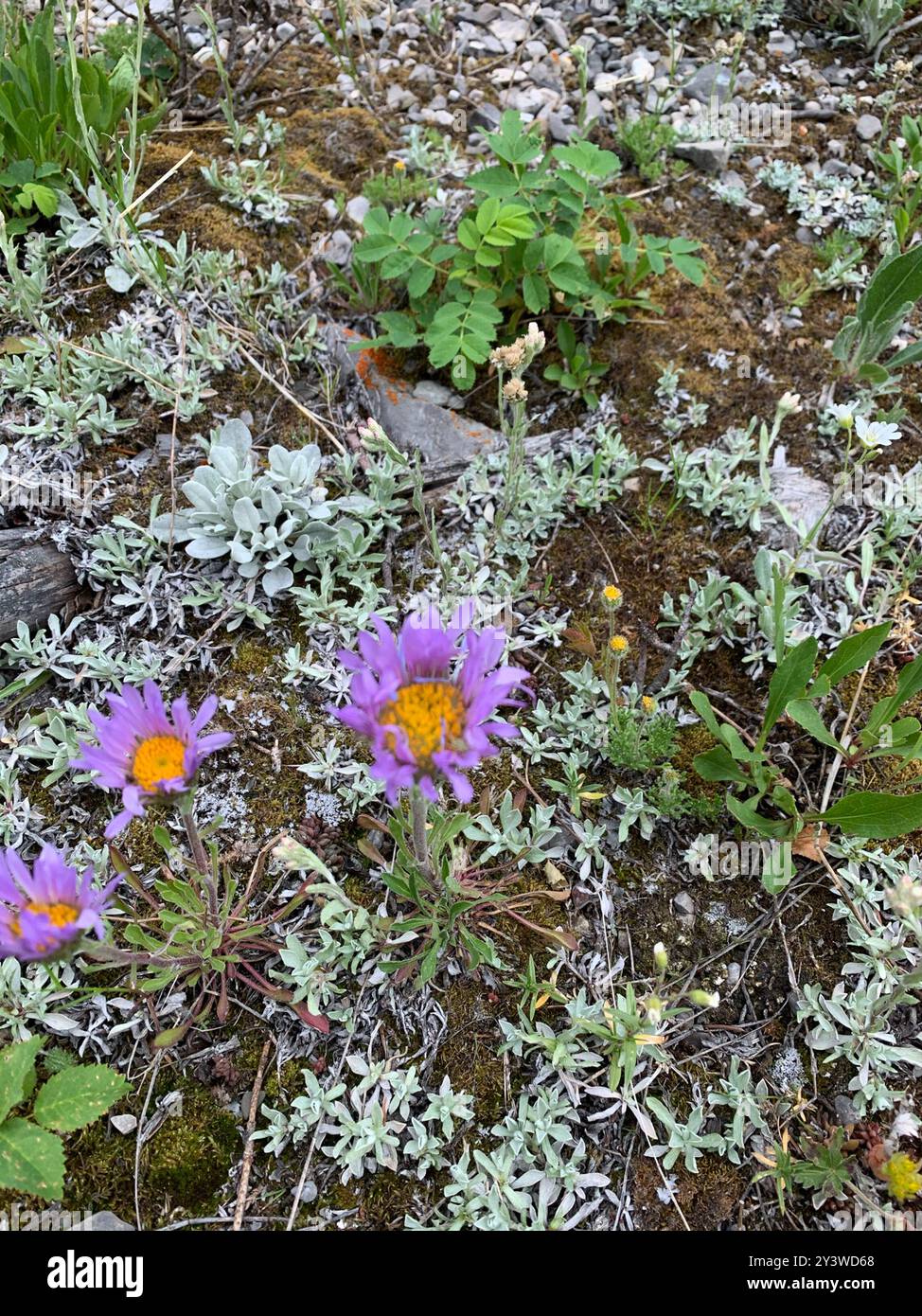 Parry's Townsend-daisy (Townsendia parryi) Plantae Stock Photo - Alamy