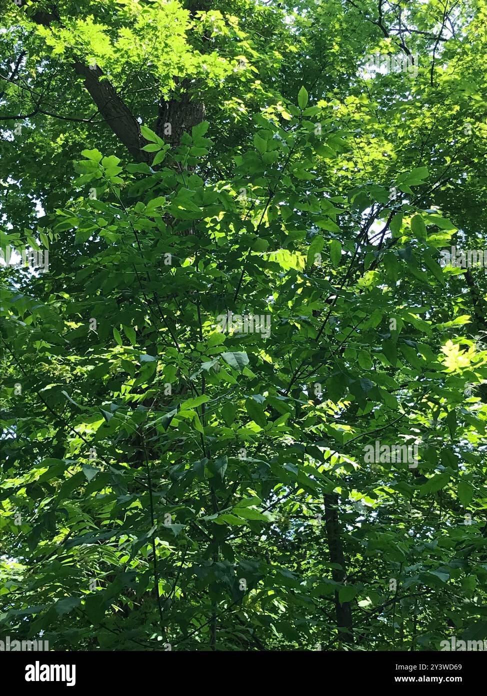 green ash (Fraxinus pennsylvanica) Plantae Stock Photo - Alamy