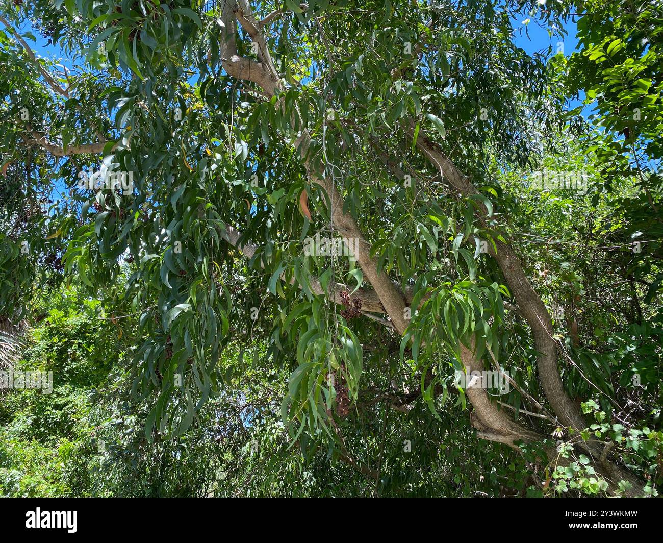 Earpod Wattle (Acacia auriculiformis) Plantae Stock Photo