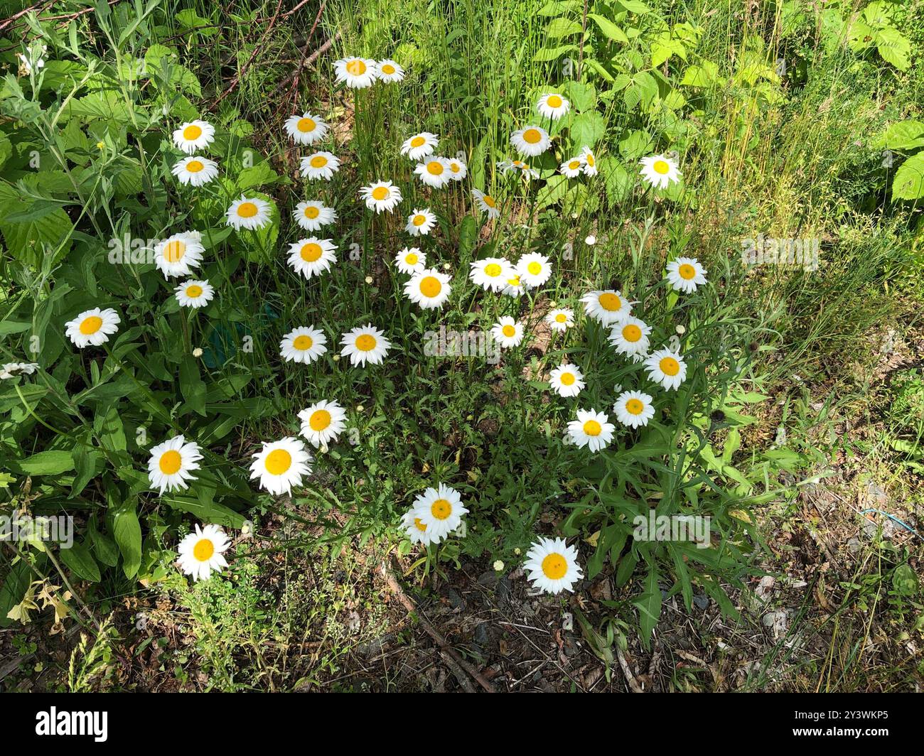 oxeye daisy (Leucanthemum vulgare) Plantae Stock Photo - Alamy