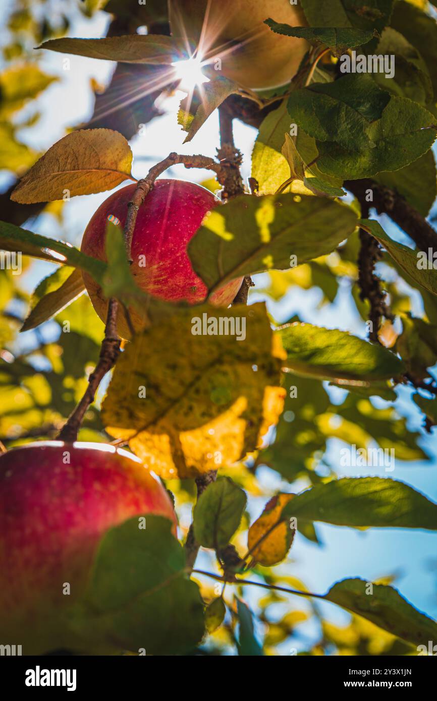 Red ripe apple on apple tree branch with sunbeam Stock Photo - Alamy