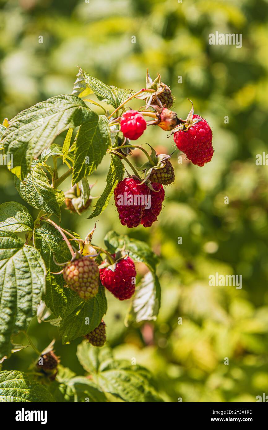 Black raspberries growing hi-res stock photography and images - Alamy