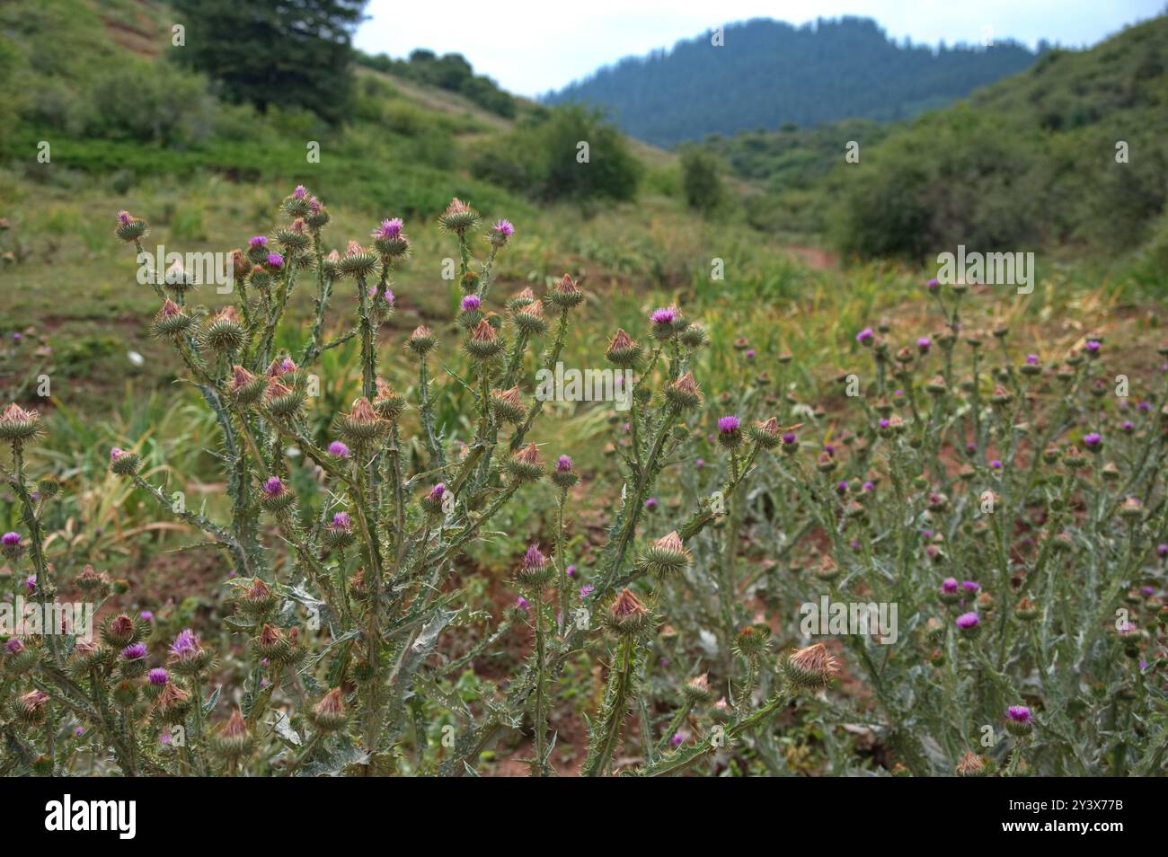 Flora of central asia hi-res stock photography and images - Alamy