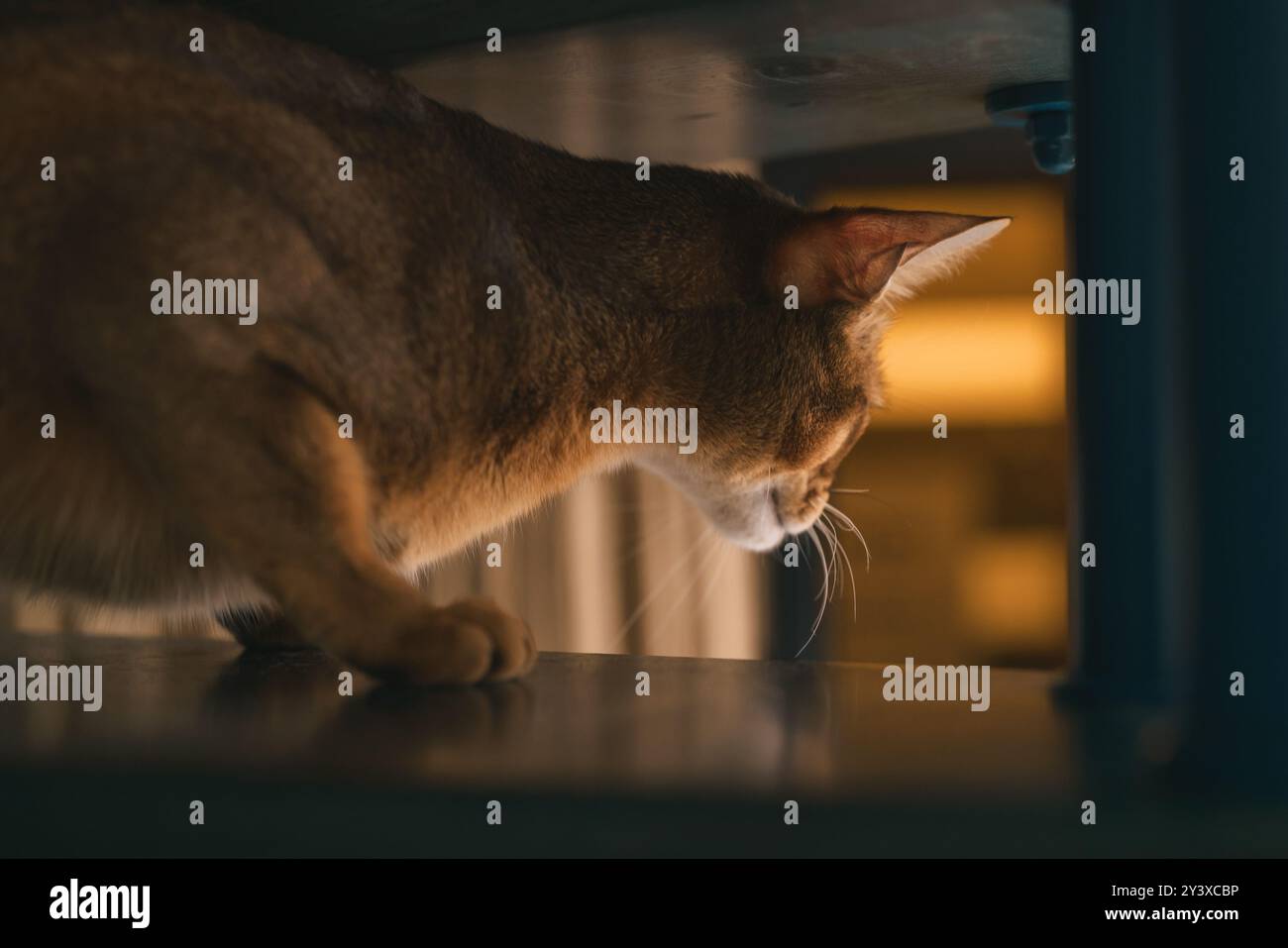 abyssinian cat sitting on stairs looking down Stock Photo