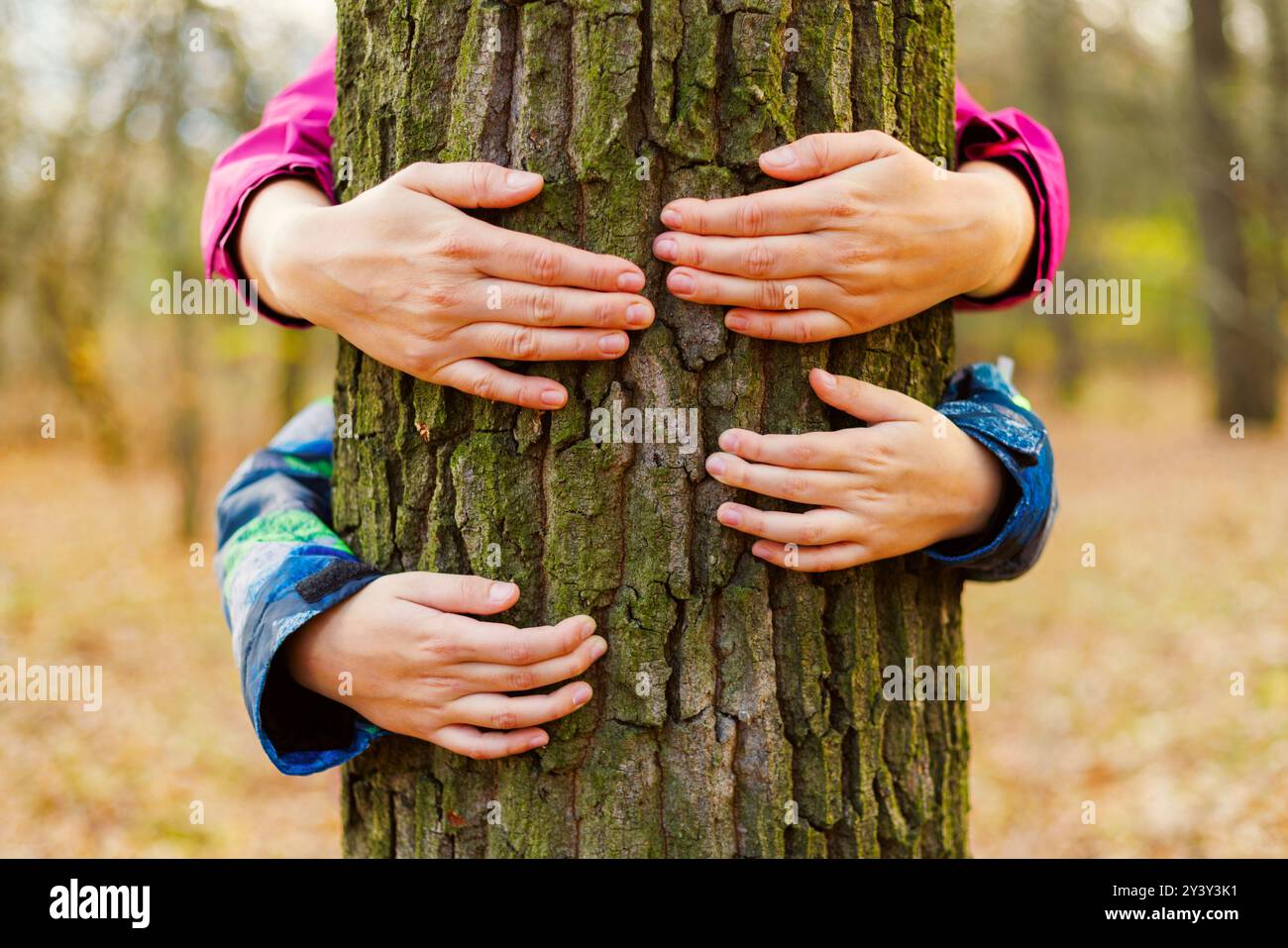 Hands hugging tree in the forest close-up Stock Photo - Alamy