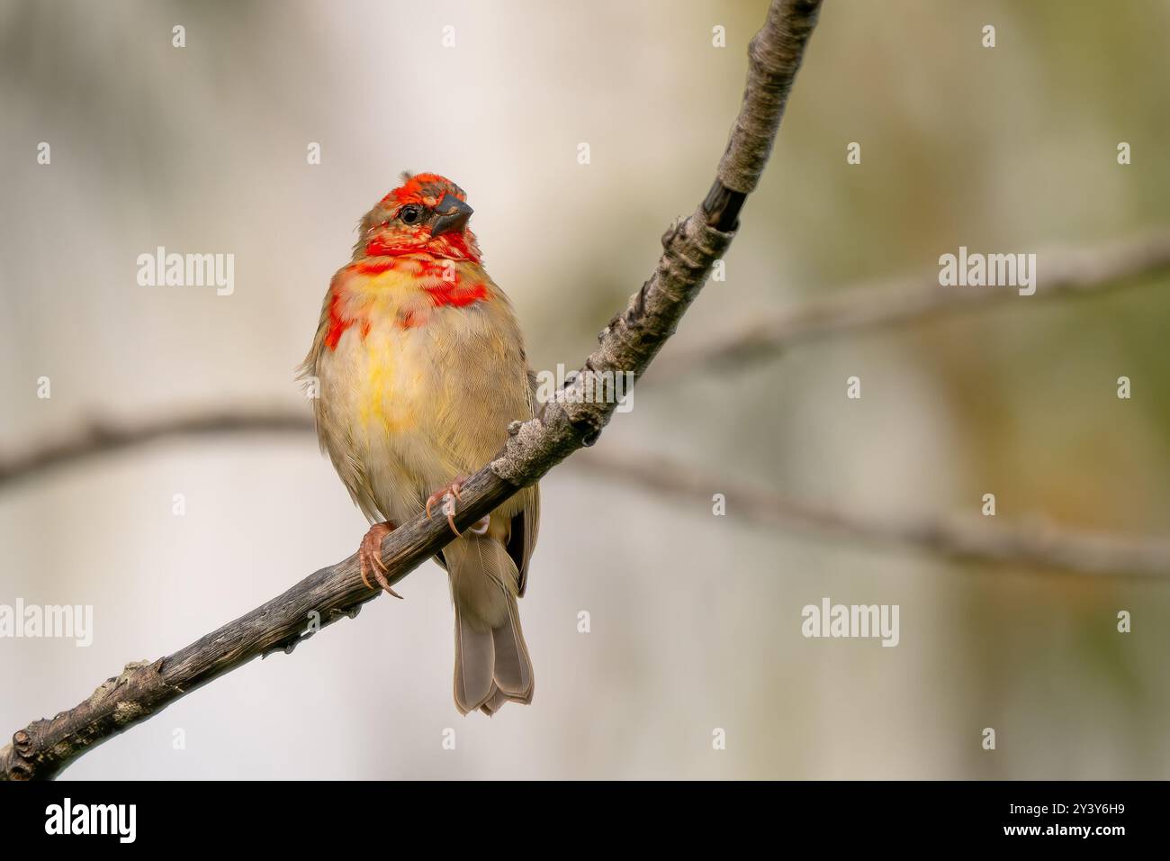 Red Fody - Foudia madagascariensis, beautiful colored perching bird ...