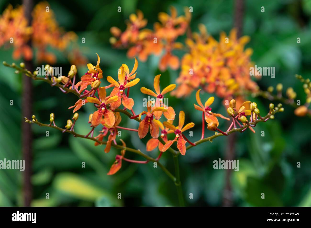 The orchid is a Renanthera Kalsom ‘Orange’ a genus of large scrambling monopodial epiphytic and terrestrial species of orchid in the National Orchid Stock Photo