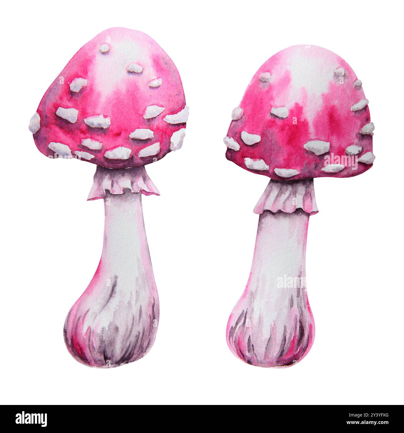 Pink fly agaric, poisonous mushroom. Watercolor hand drawn illustration ...