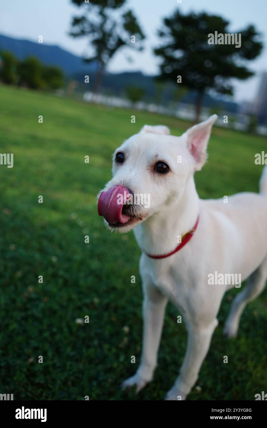 Portrait of a white dog with tongue out in the park Stock Photo - Alamy