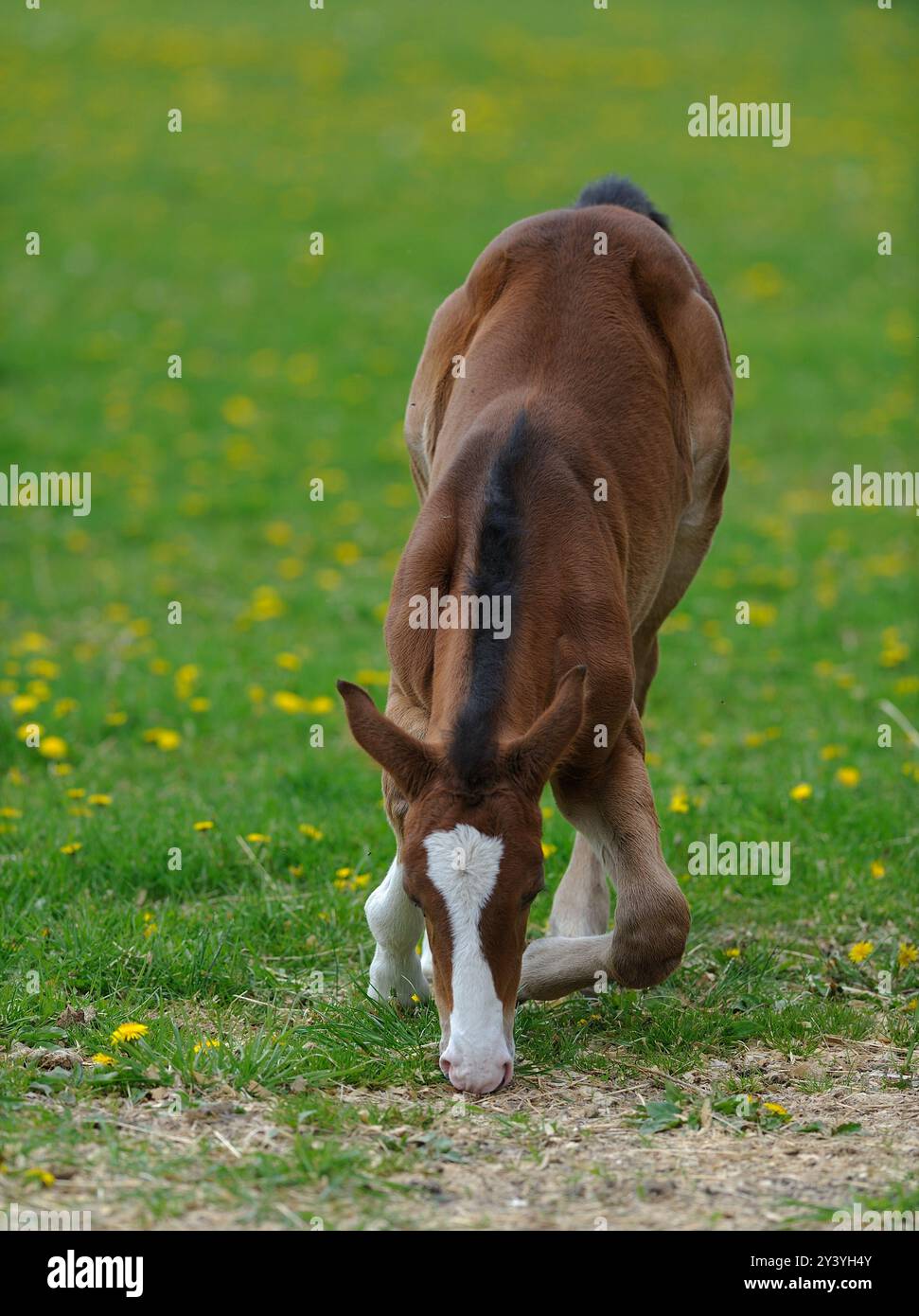 Spring Filly Filly lay down hi-res stock photography and images - Alamy