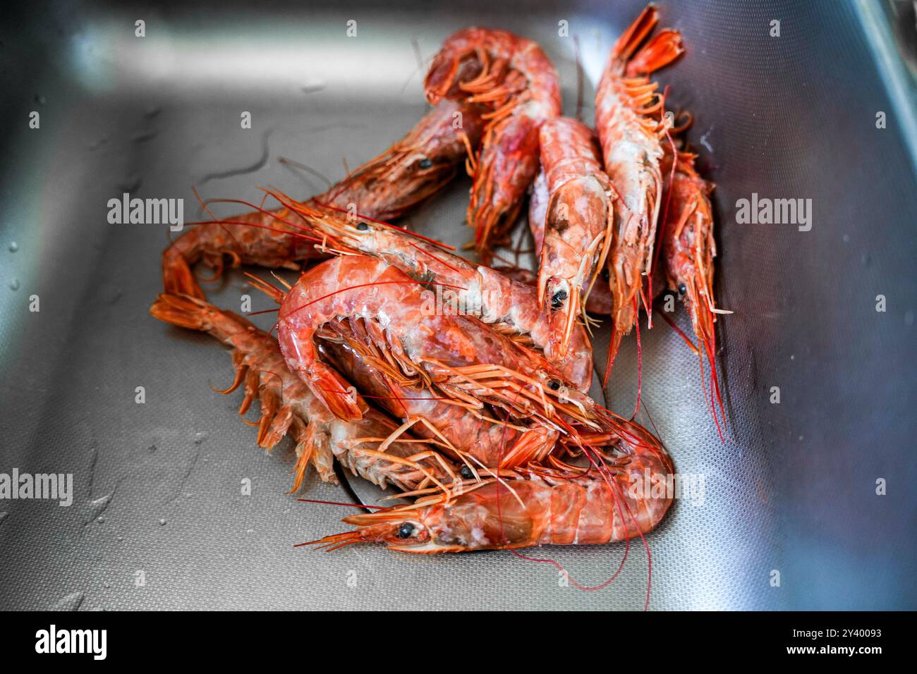 Preparation of fresh shrimps in the sink for cleaning Stock Photo