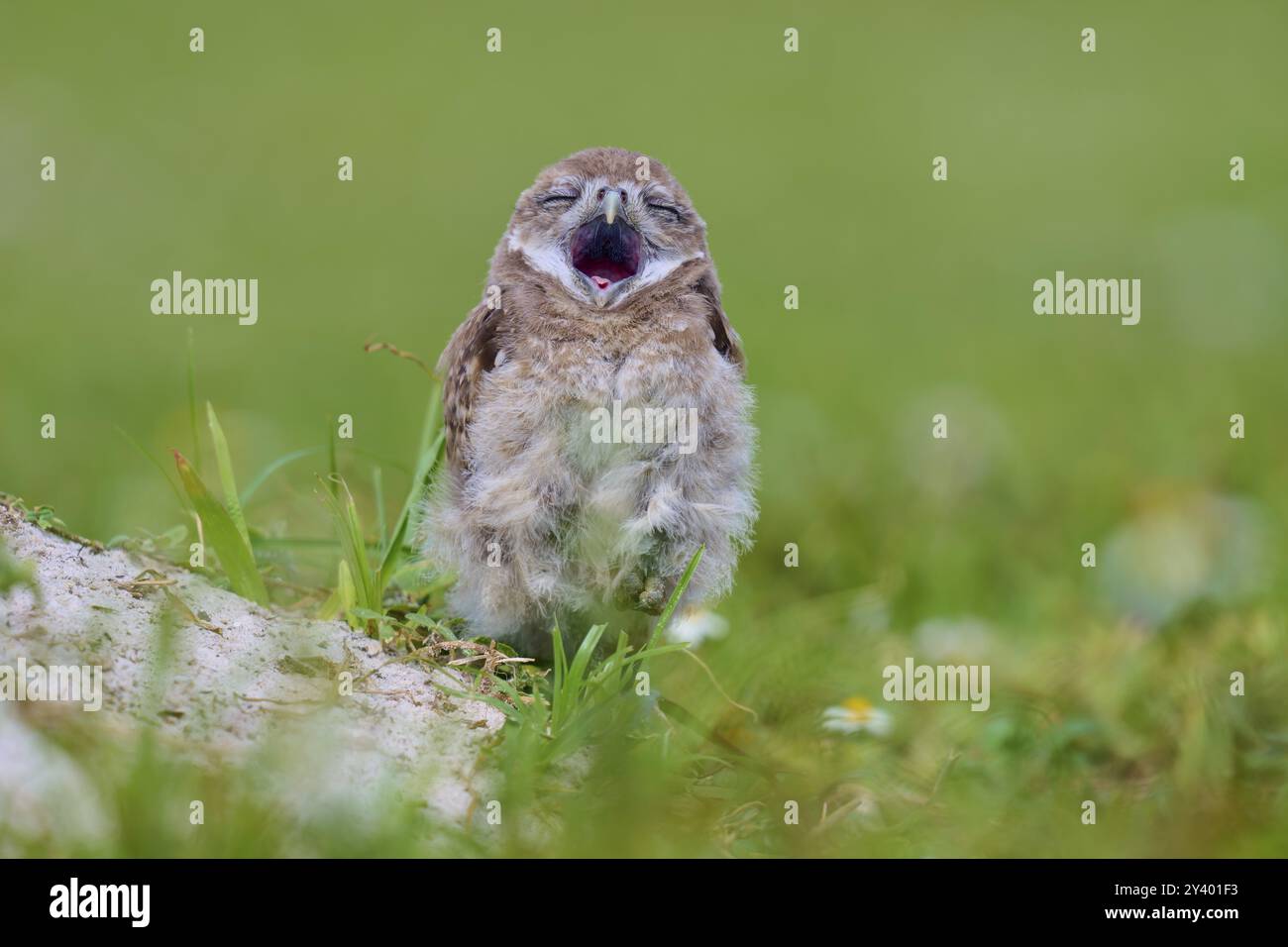 Burrowing Owl (Speotyto cunicularia), young bird in meadow yawns near nesting cave, Pembroke Pines, Florida, USA, North America Stock Photo