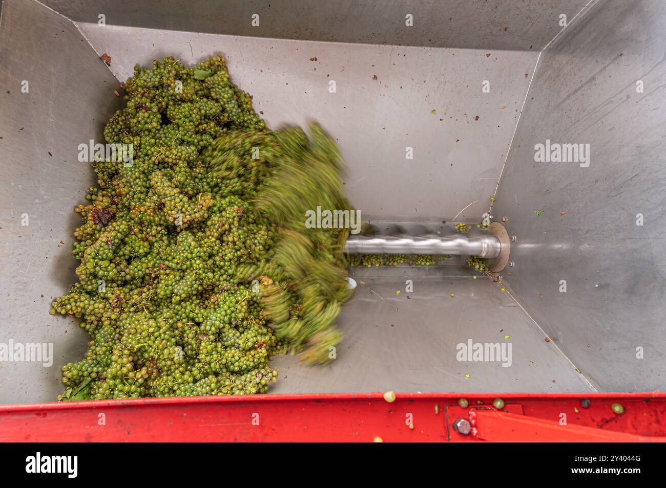 White  grapes are crushing by industrial grape crusher machine. Stock Photo