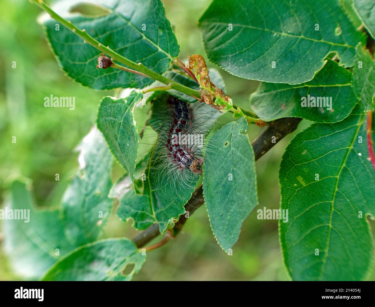 Large shaggy caterpillar on a branch, in summer Stock Photo - Alamy