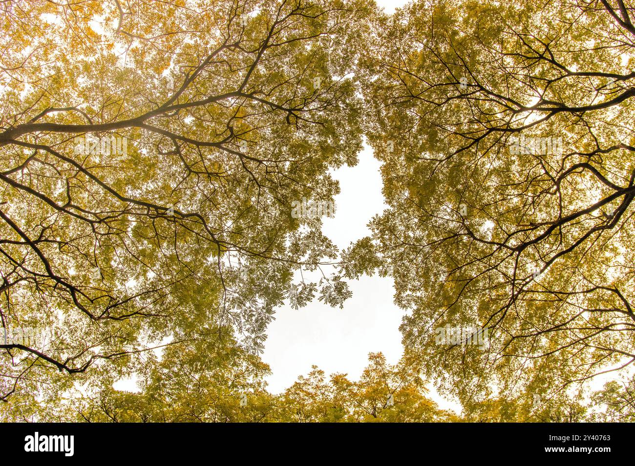 Canopy leaves from trees hi-res stock photography and images - Alamy