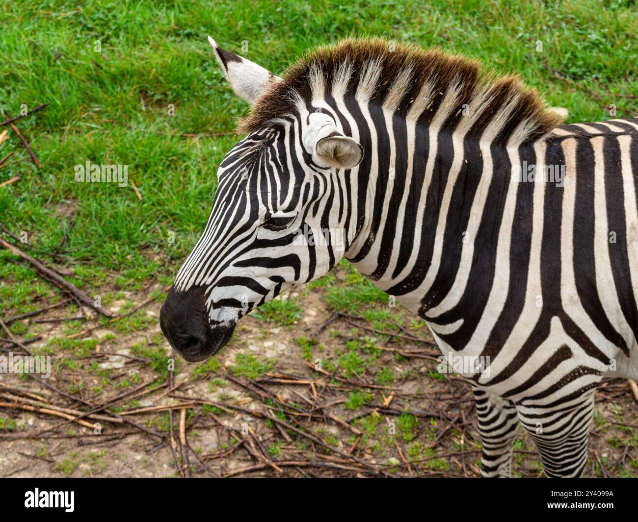 South africa single solo hi-res stock photography and images - Alamy