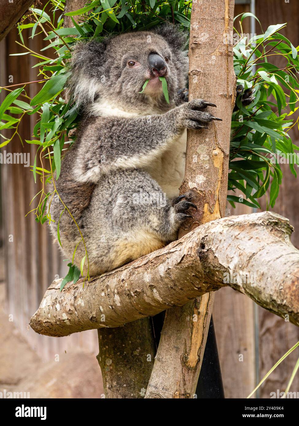 Koala wearing its bamboo leaves as a headdress Stock Photo - Alamy