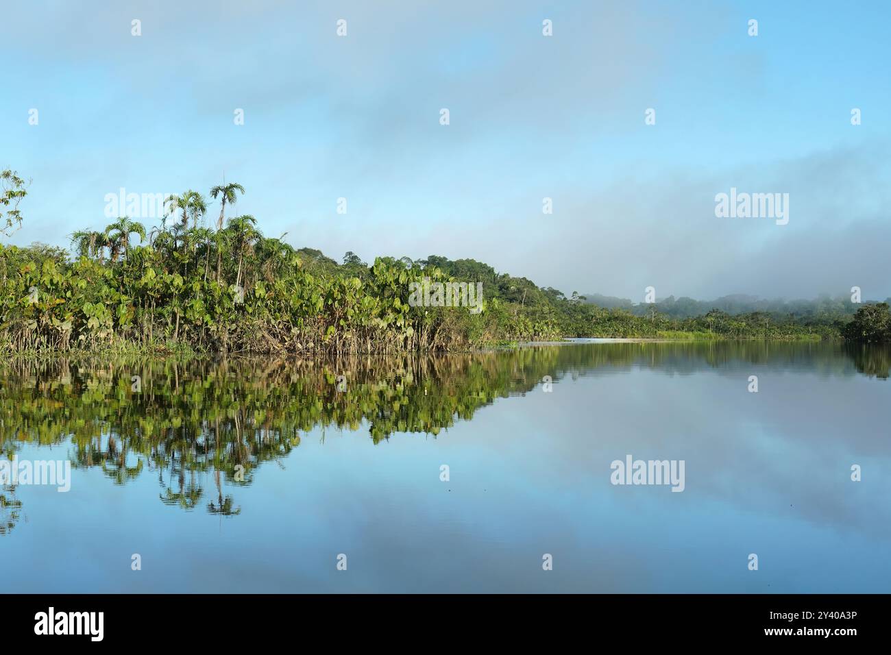 Amazon rainforest, Yasuní National Park, Ecuador, South America Stock ...