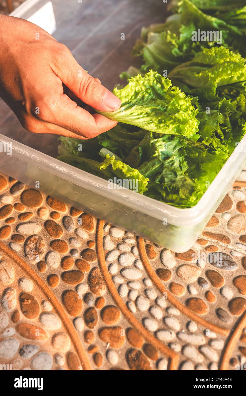 chinese cabbage in a vertical position with the hand holding the chinese cabbage. chinese cabbage is put in a box to be washed. chinese cabbage looks Stock Photo