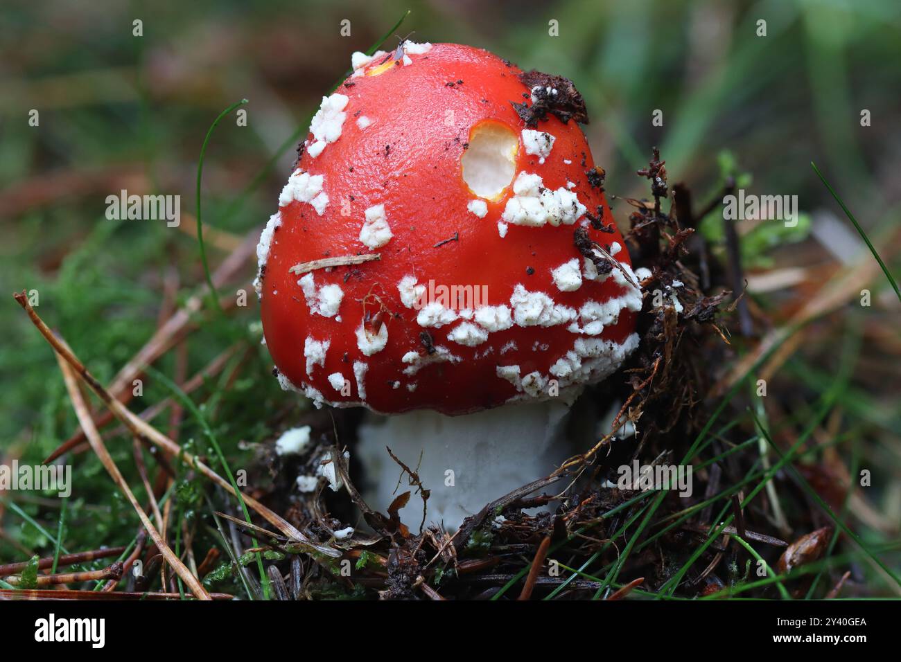 fly agaric fugi in woodland. Hamsterley forest, County Durham, England, UK. Stock Photo