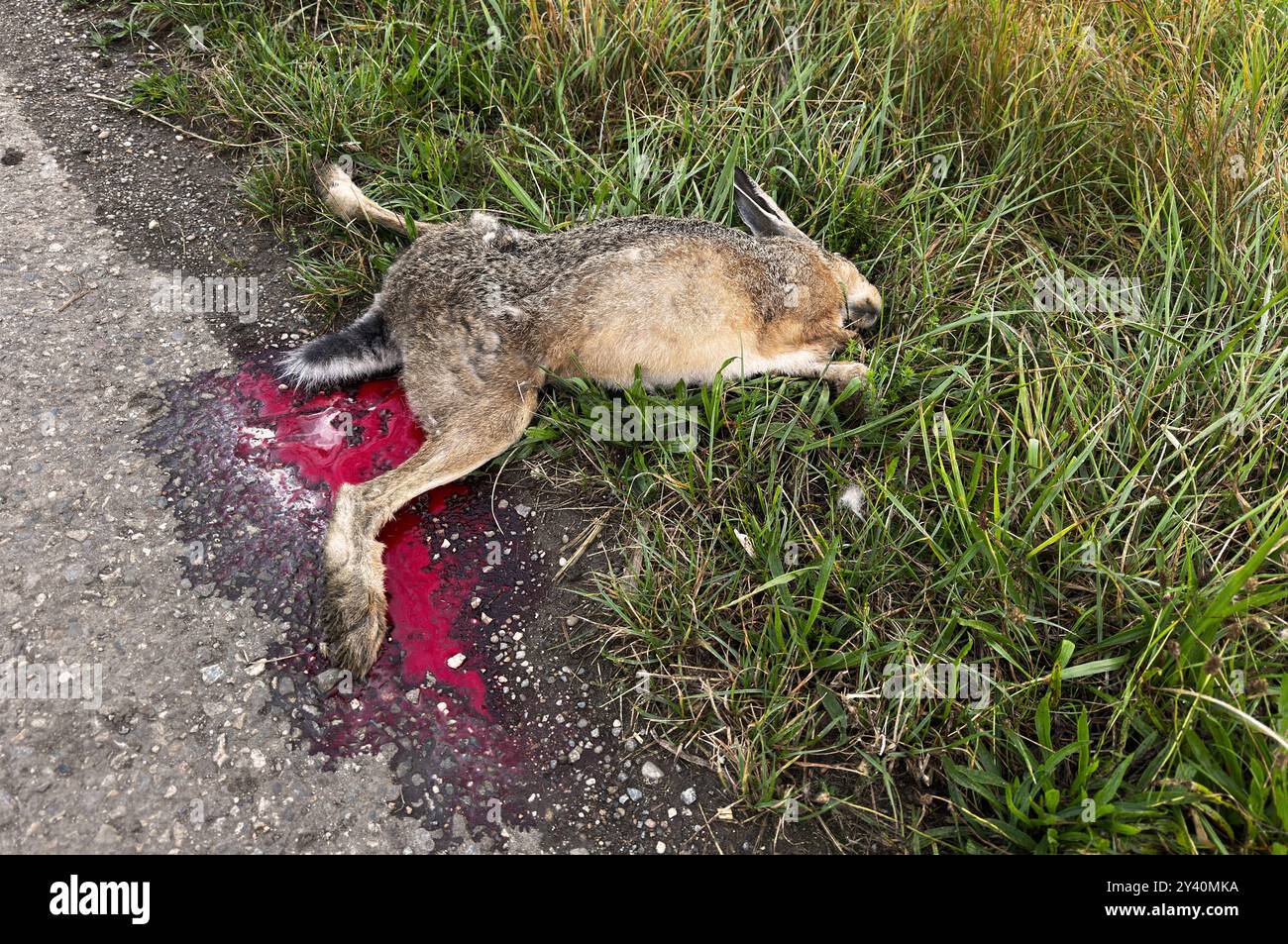 Hare apart hi-res stock photography and images - Alamy